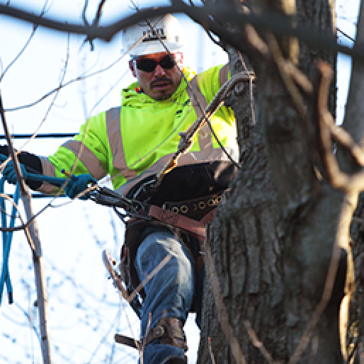 Townsend Employee scaling a tree to provide service on a branch