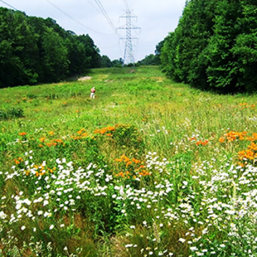 Lush prarie with overhead powerlines and a utility worker in the distance