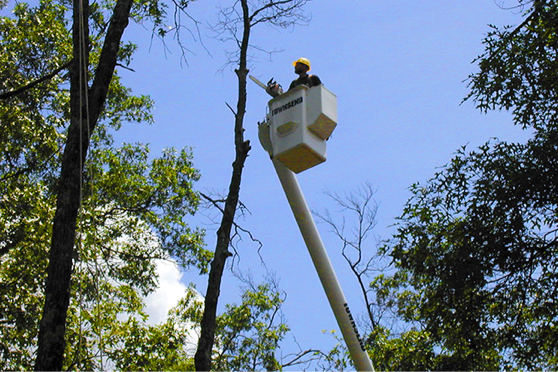 Townsend service employee in a basket lift providing service to a dead and damaged tree