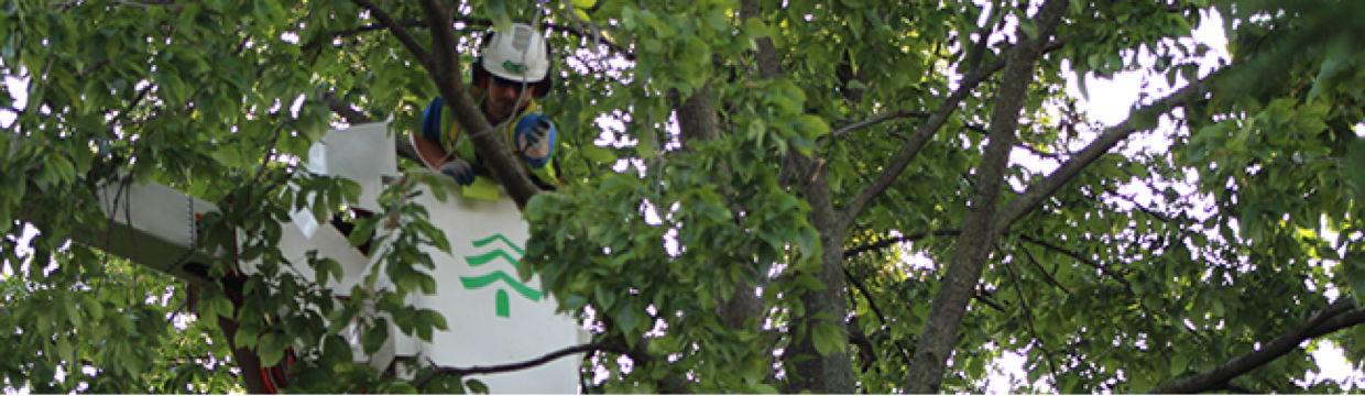 Townsend Employee providing service to a tree via basket lift