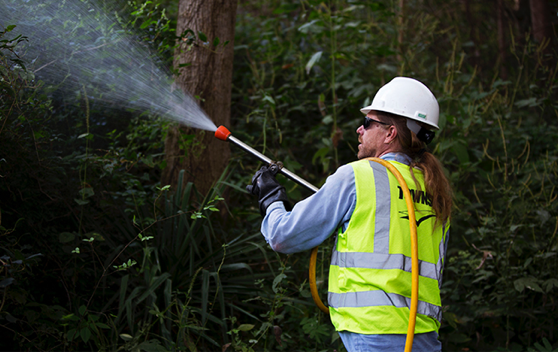 Townsend employee spraying herbicide