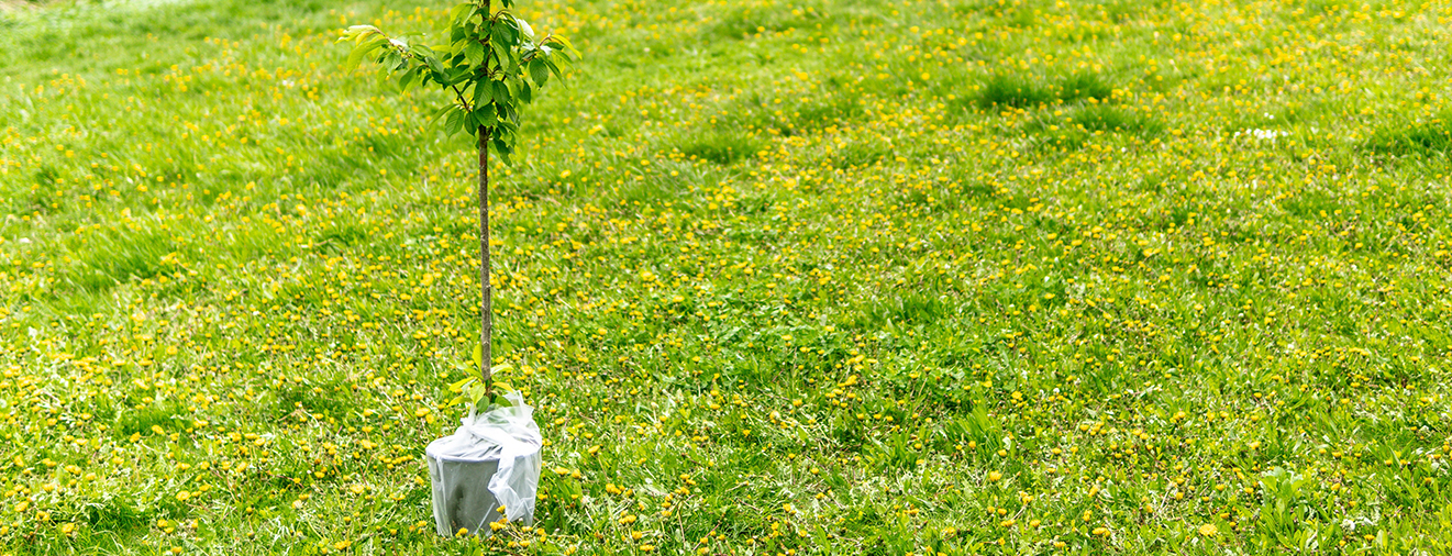 Tips on Planting Trees Townsend Tree Service