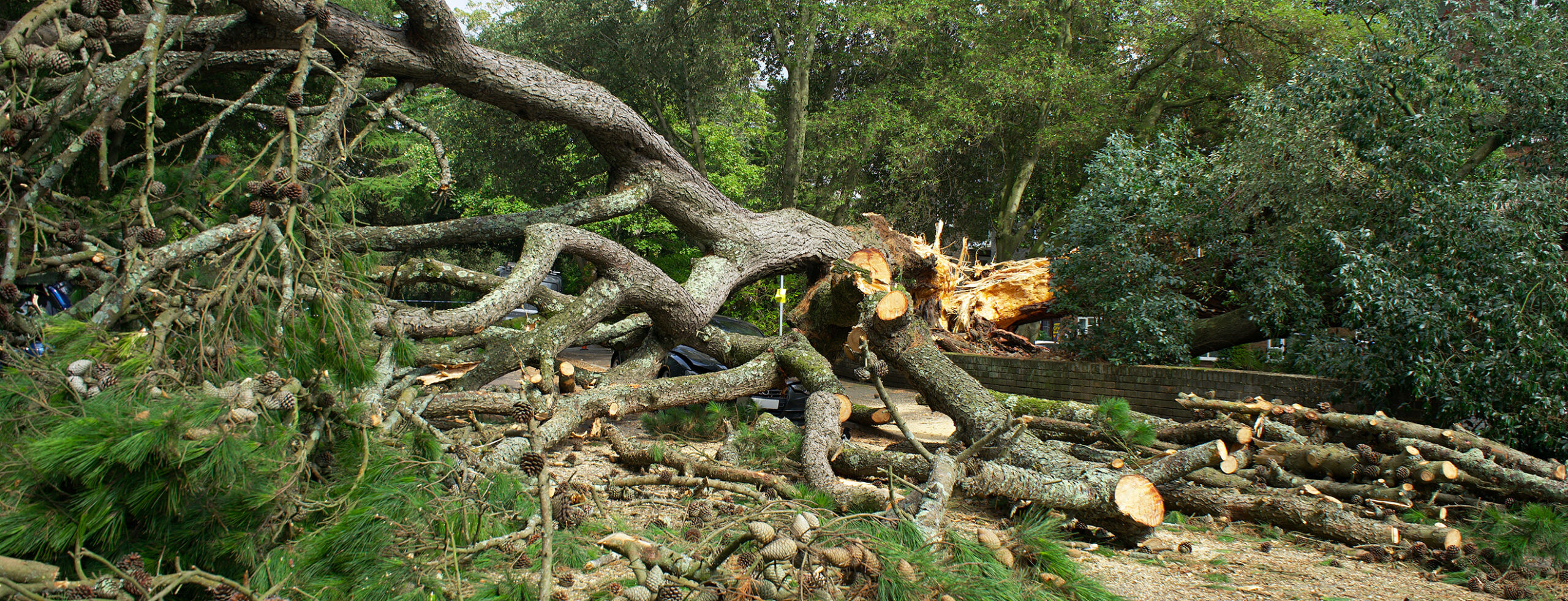 Who Takes Care of Trees on Highways? Townsend Tree Service